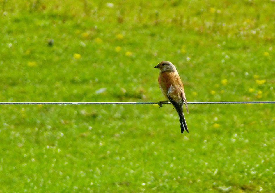 bij de Westerplas Schiermonnikoog